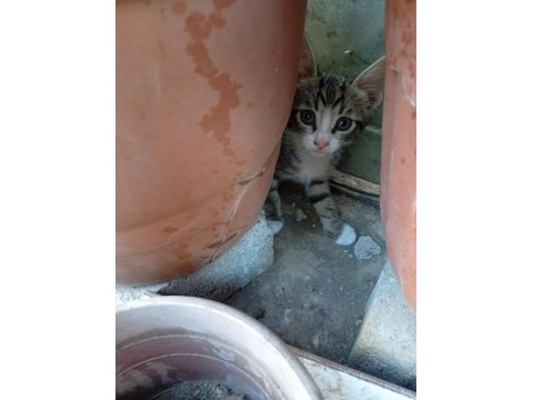 4 kardeş maviş göz kediler