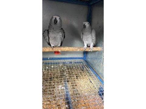 2 çift hazır takım jako
