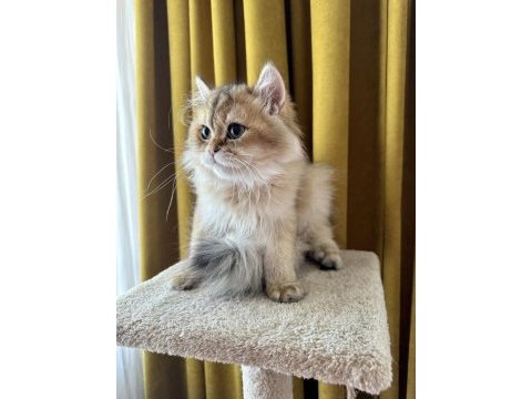 Golden yakışıklı british longhair