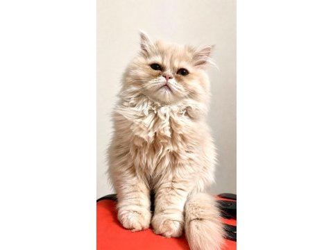 4 aylık safkan chinchilla erkek malzemeleri ile elden