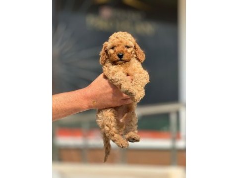 Teacup maltipo yavrularımız a kalite