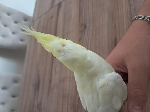 Yavru sultan papağanı bebek