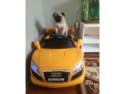 Pug mops 0 numara