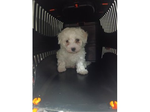 Sevimli bebek köpekler