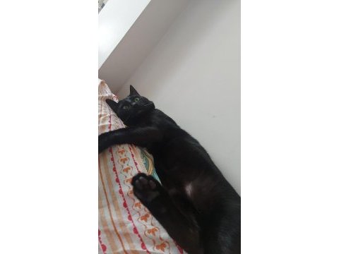 Acil! siyah bir pumaya (kedi) arkadaş olur musunuz?