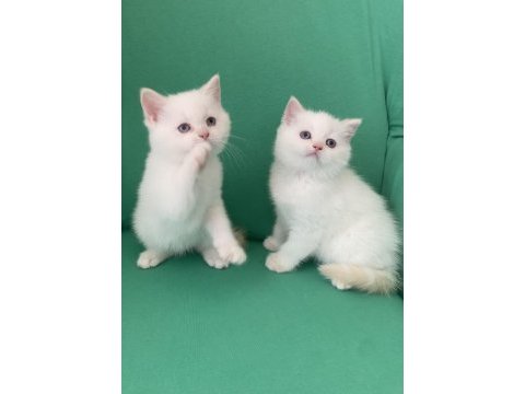 Safkan british shorthair bebeklerim