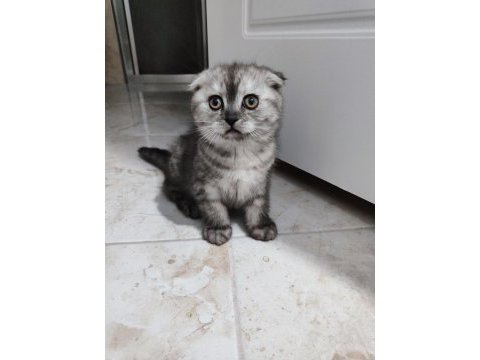 Scottish fold dişi 2 aylık