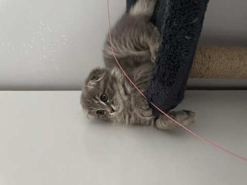 Scottish fold uzun tüylü kırık kulak 2 aylık