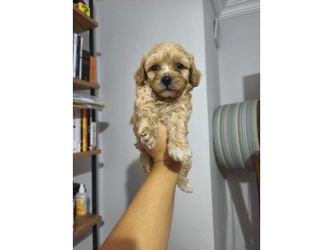 Maltipoo bebekler