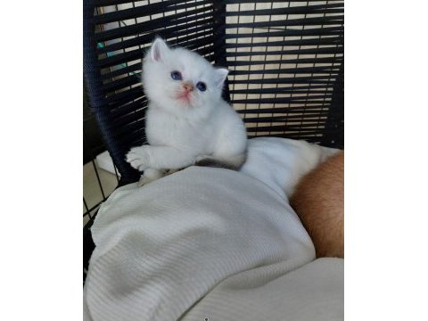 Safkan british shorthair secereli anne babadan full