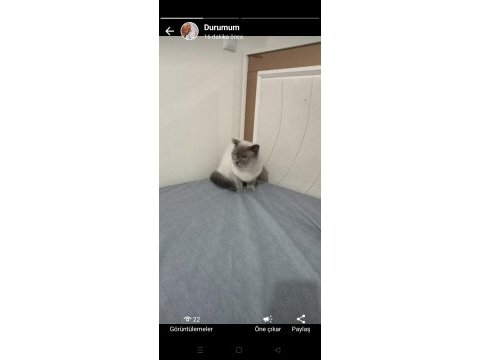 British longhair