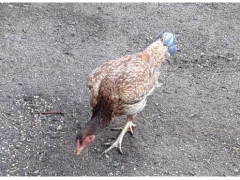 Safkan ırk horoz tavukları
