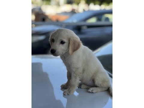 Golden retriever kızımıza ömürlük yuva arıyoruz