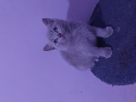 Kalıte bızde güven bizde showroom cins kediler