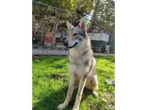 Czechoslovakian wolfdog (çekoslovak kurdu)