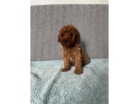 Minik pati poodle