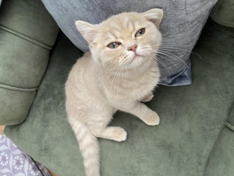 Ücretsiz sahiplendirme british shorthair