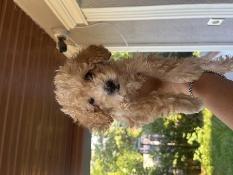 Dünya tatlısı apricot toy poodle