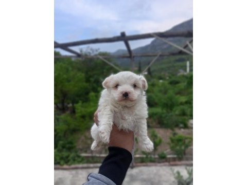 0 numara maltese terrier yavrumuz