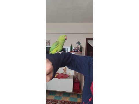 1 yasında full evcil pakistan papağanı