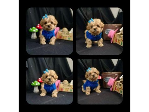 Maltipoo bebekler yeni ailelerini bekliyor