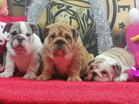 Üst düzey ingiliz bulldog yavrular