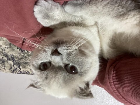 Bluepoint erkek british shorthair