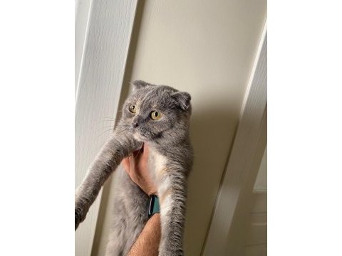Scottish fold yeni yuvasını arıyor