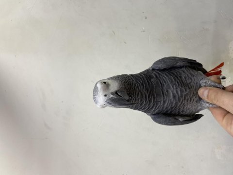 Full evcil konuşan jako papağanı