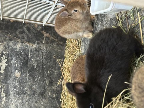 1 adet siyah cüce tavşan