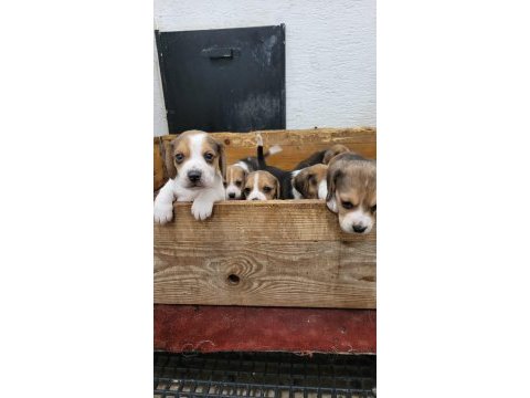 Beagle yavrularımız ırk garantilidir