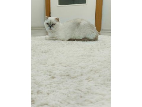Beyaz scottish fold prenses