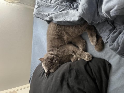 4 yaşında erkek british shorthair