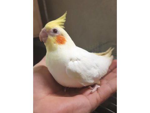 Yeni yeme düşmüş sultan papağanı yavrular