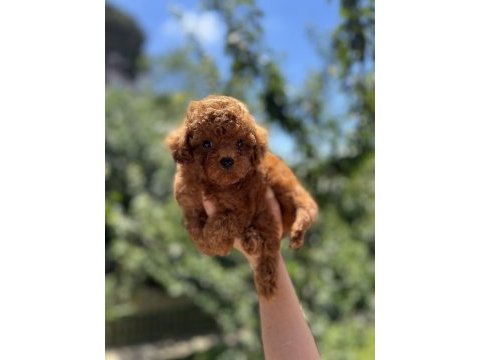 Kore poodle yavru baby face