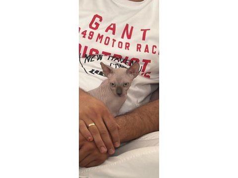 Çok canlı sevecen bir sfenks