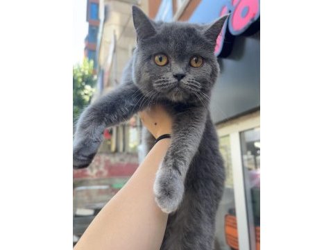British shorthair dişi 4 aylık mamaya sahiplendirilecek