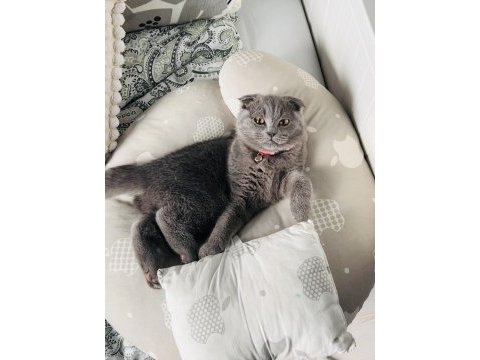 1 yaşında kedimiz ücretsiz sahiplendirilecek