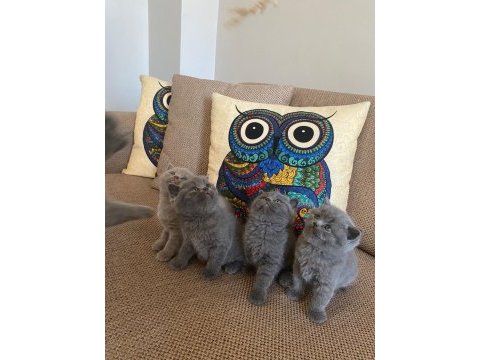A sınıf kaliteli british shorthair yavrular