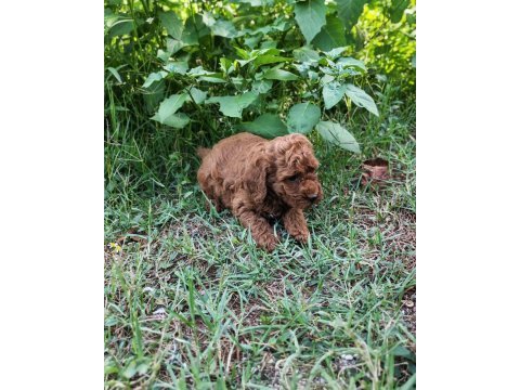 Toypoodle bebekler 