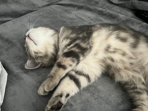 British shorthair yavrular