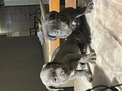 Erkek disi yavru cane corso