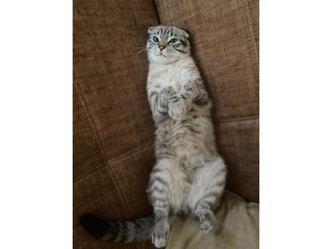 Scottish fold kedimiz sahiplendirilecektir