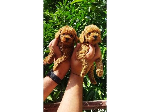 Toy poodle