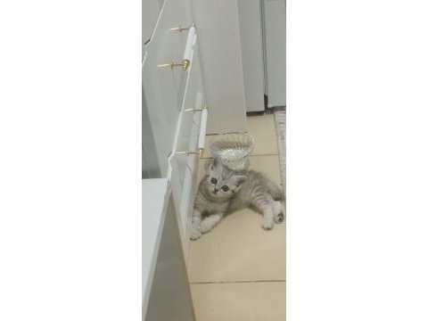 British shorthair sahiplendirme