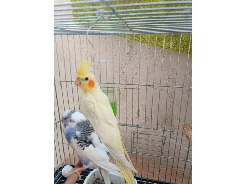 Lutino sultan papağanı