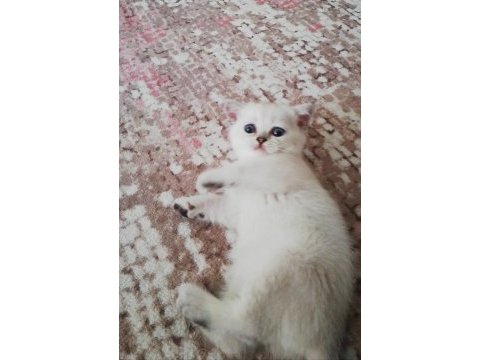 2 aylık silver lynx point erkek british shorthair uyguna