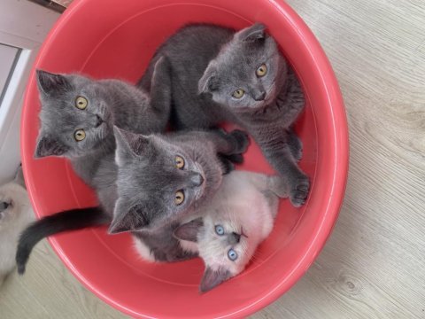 Sağlıklı uyguna show kalite british shorthair