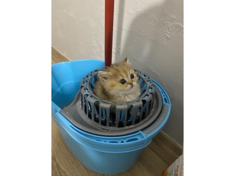 3 aylık safkan british longhair yavru