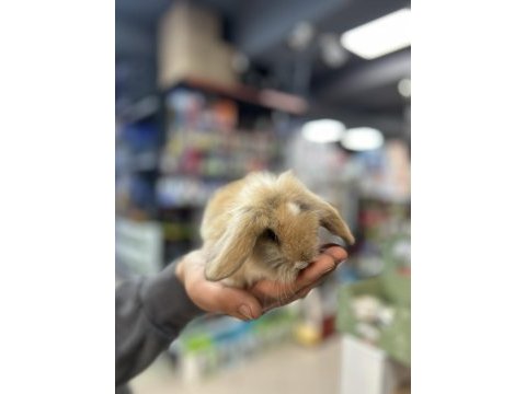 A kalite hollanda lop tavşanı yavruları